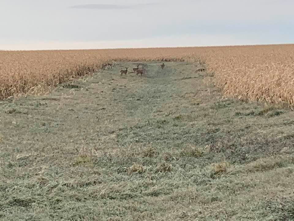 Spronk deer